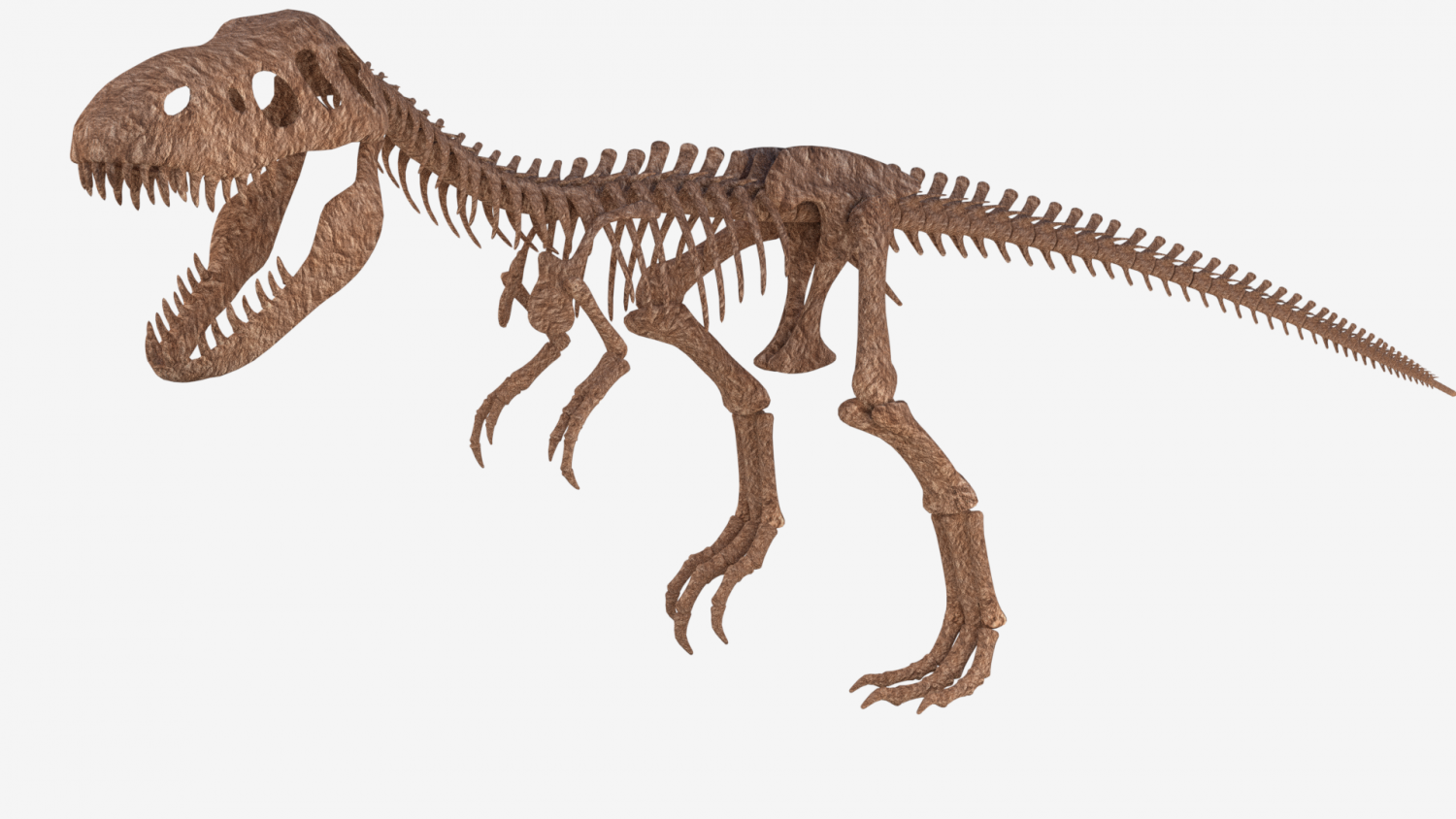 t rex full skeleton