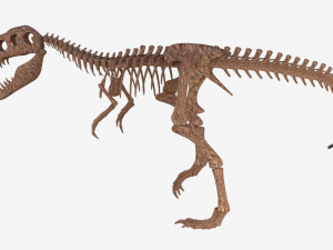 tyrannosaurus rex skeleton 3D मॉडल