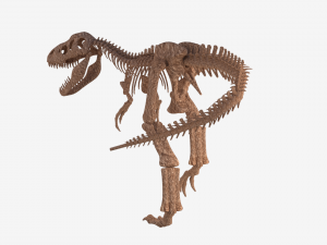 tyrannosaurus rex skeleton 3D मॉडल