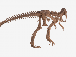 tyrannosaurus rex skeleton 3D मॉडल