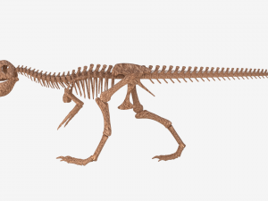 tyrannosaurus rex skeleton 3D मॉडल