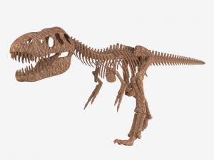 tyrannosaurus rex skeleton 3D मॉडल