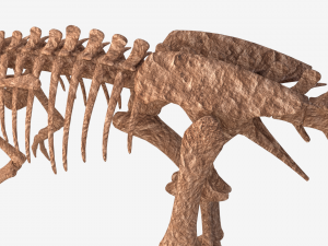 tyrannosaurus rex skeleton 3D मॉडल