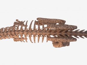 tyrannosaurus rex skeleton 3D मॉडल