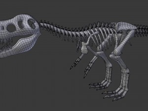 tyrannosaurus rex skeleton 3D मॉडल