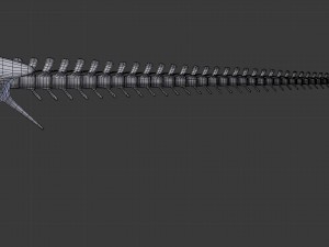 tyrannosaurus rex skeleton 3D मॉडल