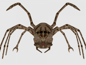 spider monster - game ready 3D Модель