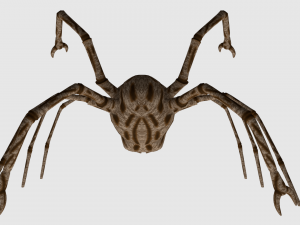 spider monster - game ready 3D Модель