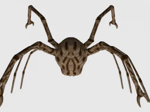 spider monster - game ready 3D Model
