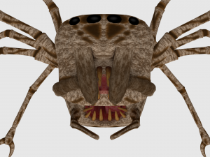 spider monster - game ready 3D Модель