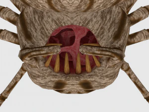 spider monster - game ready 3D Model