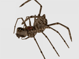 spider monster - game ready 3D Модель
