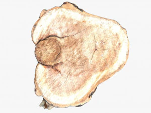 round log 3D Model