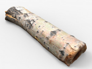 driftwood 3D Model