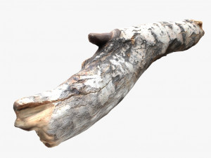 driftwood 2 model 3D Model