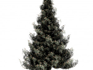 spruce tree snow model 3D Model