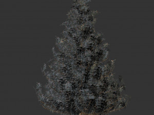 spruce tree snow model 3D Model