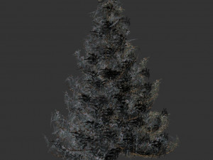 spruce tree snow model 3D Model