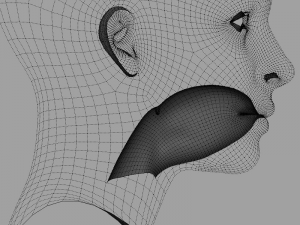 head base mesh 3D Model