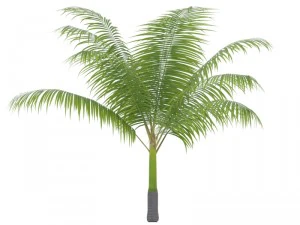 альбом диктиоспермы 3D Модель