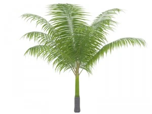 dictyosperma album 3D Model
