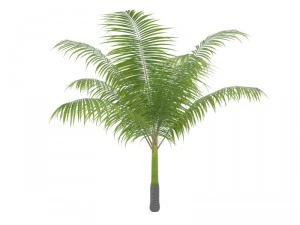 dictyosperma album 3D Model