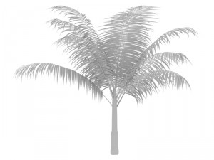 dictyosperma album 3Dモデル