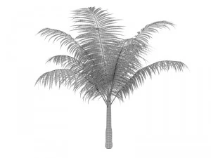 dictyosperma album 3D Model
