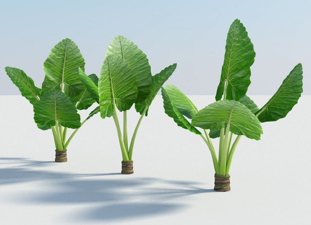 alocasia montana large exotic tropical plant 3D Модель .c4d .max .obj .3ds .fbx .stl .blend 
