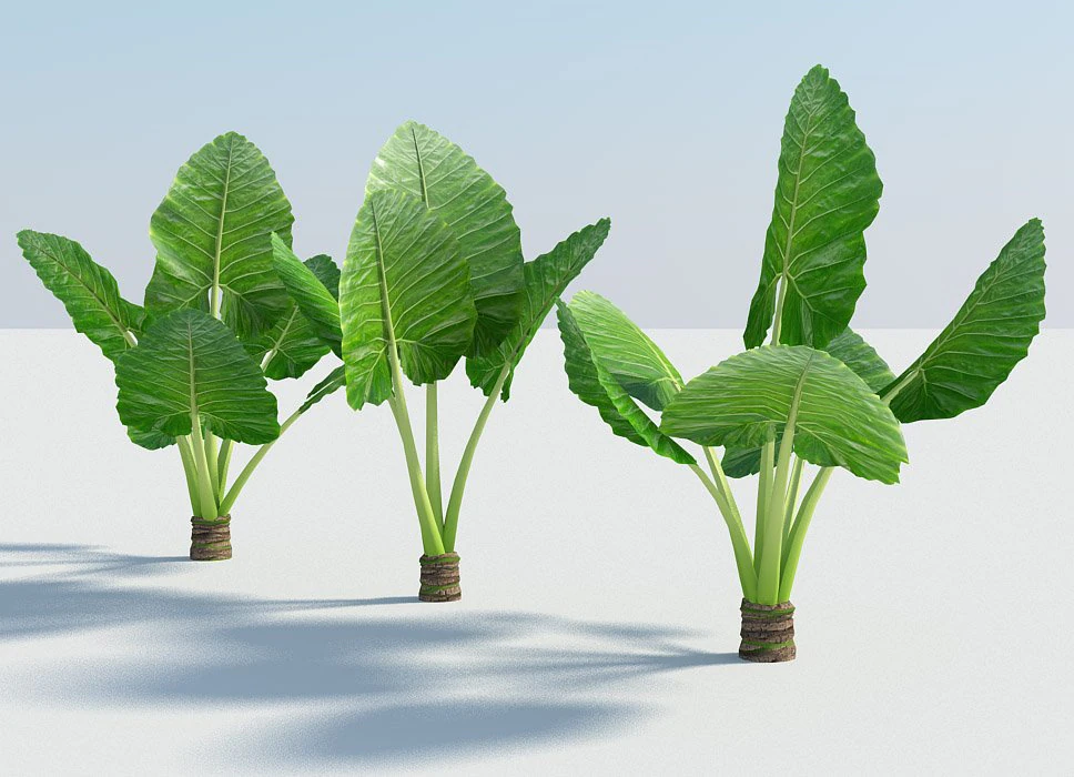 alocasia montana large exotic tropical plant 3D Model .c4d .max .obj .3ds .fbx .stl .blend 