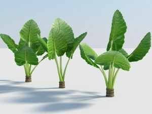 alocasia montana large exotic tropical plant Modelo 3D