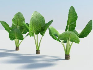 Алоказия Монтана большое экзотическое тропическое растение 3D Модель