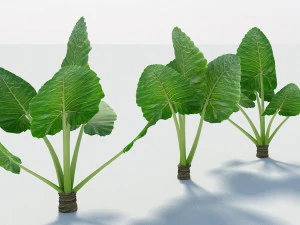 alocasia montana large exotic tropical plant 3D Model