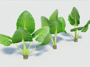 alocasia montana large exotic tropical plant 3D Model