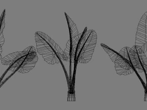 alocasia montana large exotic tropical plant 3D Model