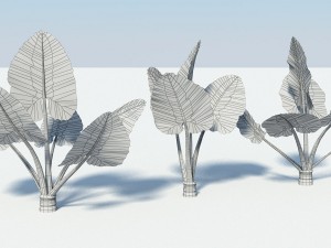 alocasia montana large exotic tropical plant 3D Модель