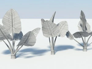 alocasia montana large exotic tropical plant 3D Model