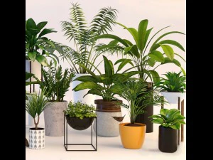 plants 3D Model