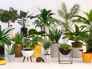 plants 3D Models