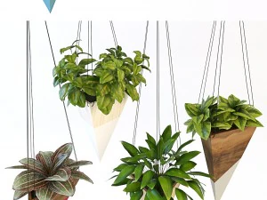 hanging plant 3D Model