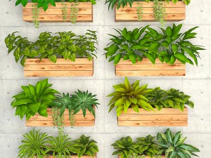 plants on the wall- 3D Model