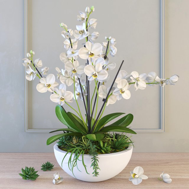 orchid 3D Model .c4d .max .obj .3ds .fbx .stl .blend