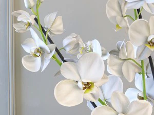 orqu&iacute;dea Modelo 3D