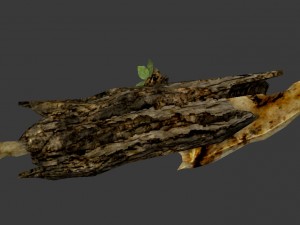 drift wood bone sword 3Dモデル
