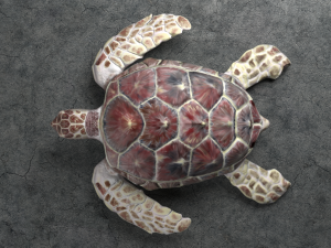 sea turtle 3D Model