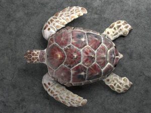sea turtle 3D Model
