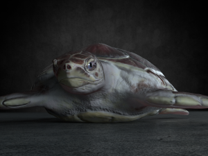 sea turtle 3D Model