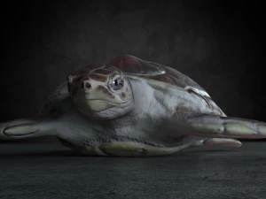 sea turtle 3D Model