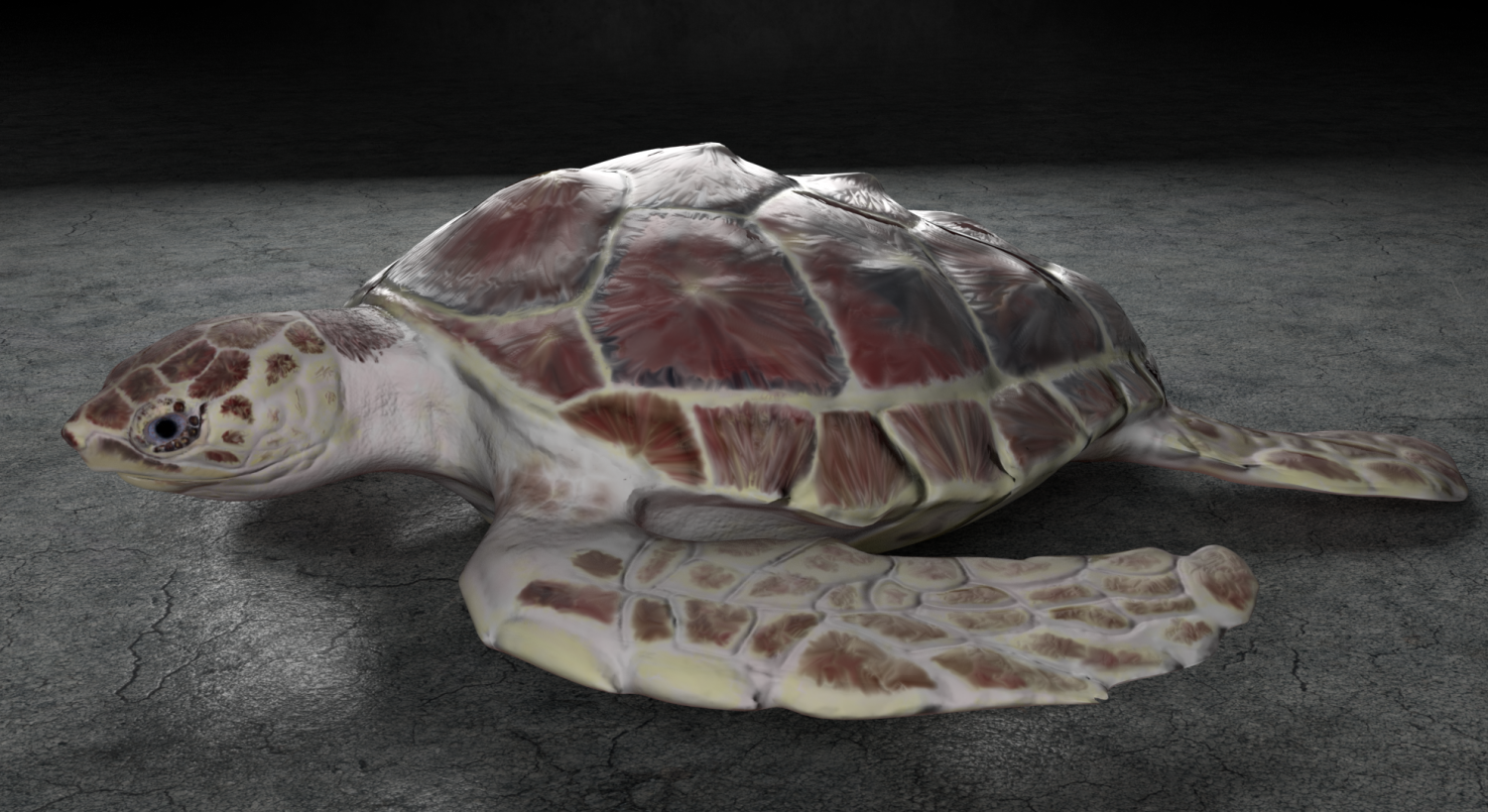 Sea Turtle 3d 模型in 海龟3dexport