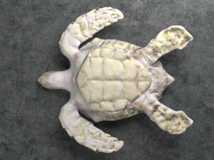 sea turtle 3D Model